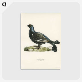 1-54_Svenska-Faglar_postcard