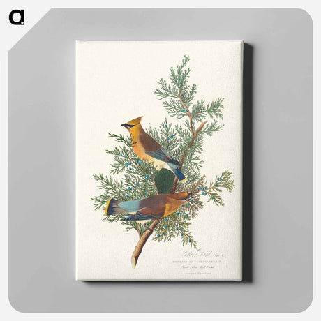 アートパネル-Cedar Bird from Birds of America
 - アメリカの鳥たち Canvas.