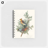 アートメモ帳-Cedar Bird from Birds of America
 - アメリカの鳥たち Memo.