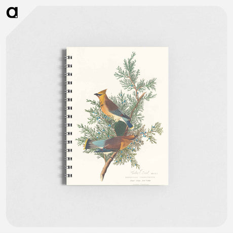 アートメモ帳-Cedar Bird from Birds of America
 - アメリカの鳥たち Memo.