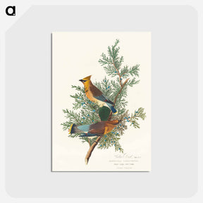 アートポストカード-Cedar Bird from Birds of America
 - アメリカの鳥たち Postcard.