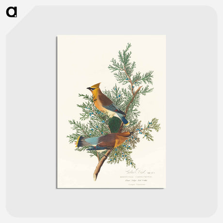 アートポストカード-Cedar Bird from Birds of America
 - アメリカの鳥たち Postcard.