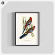 アートポスター-Adelaide Parakeet
 - オーストラリアの鳥 Poster.