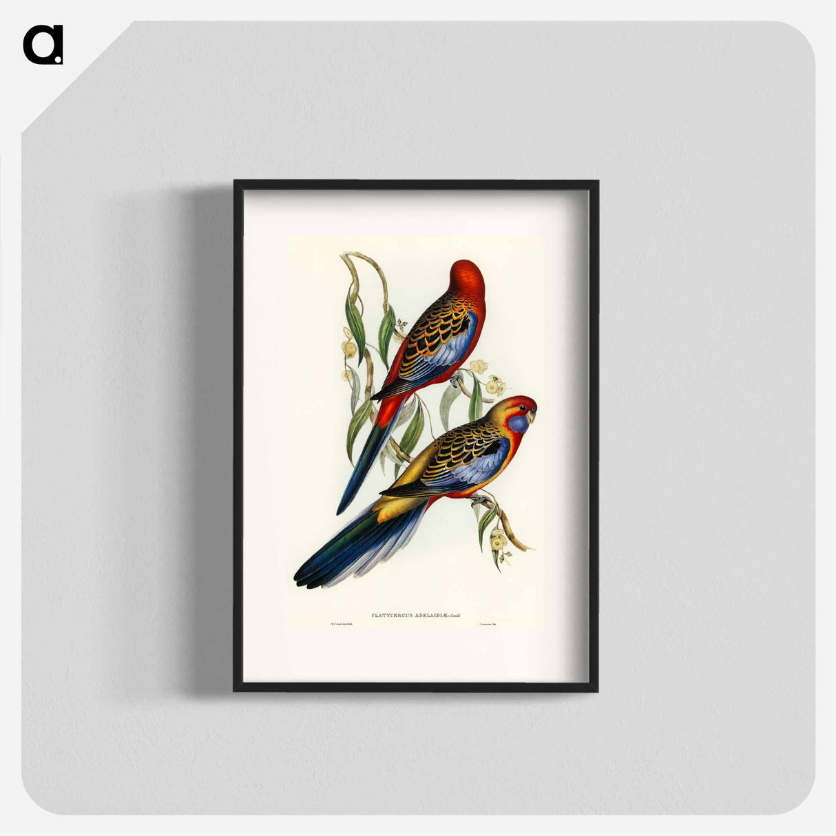アートポスター-Adelaide Parakeet
 - オーストラリアの鳥 Poster.