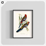 アートポスター-Adelaide Parakeet
 - オーストラリアの鳥 Poster.