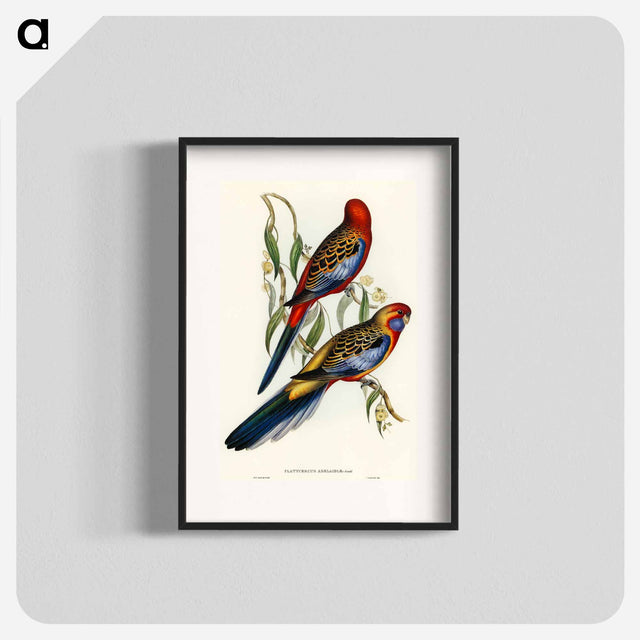アートポスター-Adelaide Parakeet
 - オーストラリアの鳥 Poster.