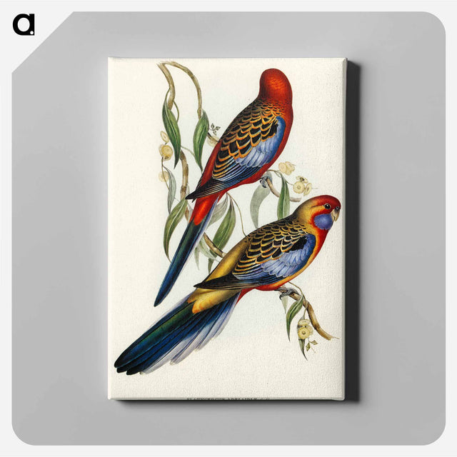 アートパネル-Adelaide Parakeet
 - オーストラリアの鳥 Canvas.
