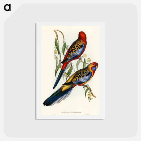 アートポストカード-Adelaide Parakeet
 - オーストラリアの鳥 Postcard.
