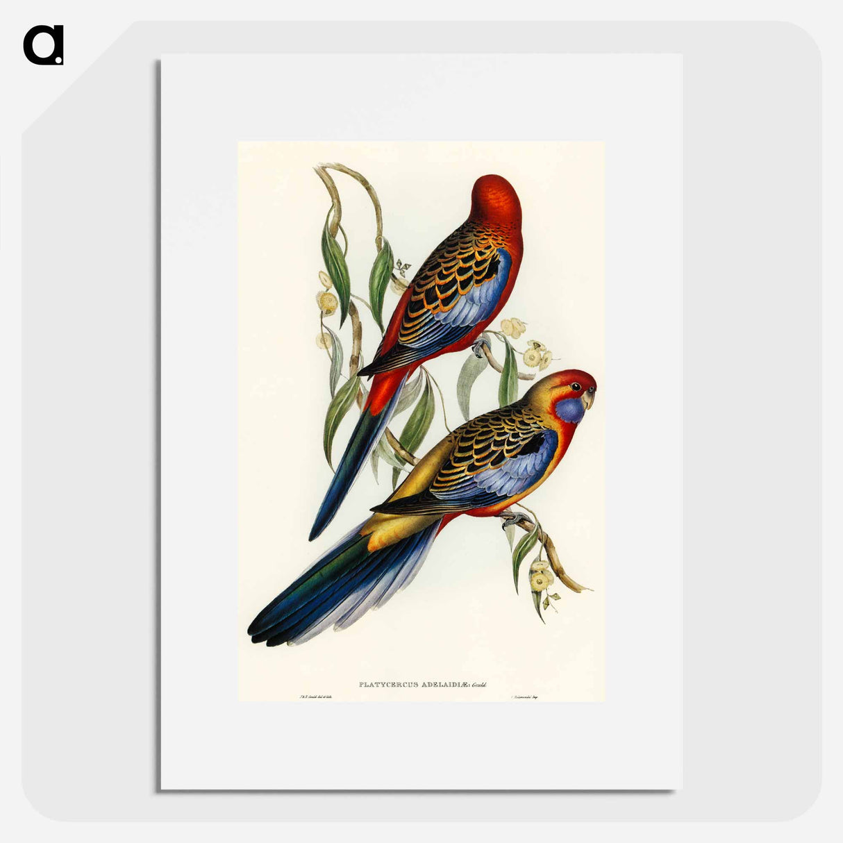 アートポスター-Adelaide Parakeet
 - オーストラリアの鳥 Poster.