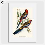 アートポスター-Adelaide Parakeet
 - オーストラリアの鳥 Poster.
