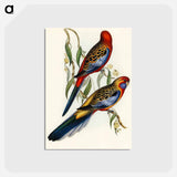 アートポストカード-Adelaide Parakeet
 - オーストラリアの鳥 Postcard.