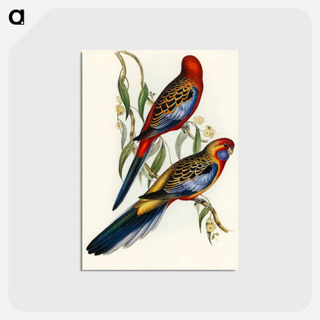 アートポストカード-Adelaide Parakeet
 - オーストラリアの鳥 Postcard.