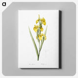 1-54_The-Lilies_canvas