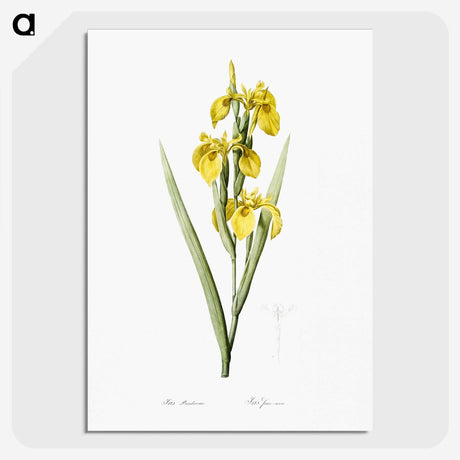 1-54_The-Lilies_picture-crop
