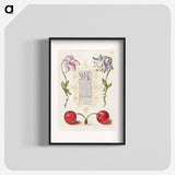 アートポスター-European Columbines and Sweet Cherry from Mira Calligraphiae Monumenta
 - 書道のお手本 Poster.