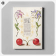 アートパネル-European Columbines and Sweet Cherry from Mira Calligraphiae Monumenta
 - 書道のお手本 Canvas.