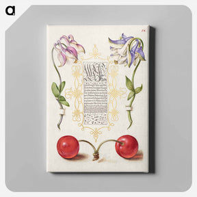 アートパネル-European Columbines and Sweet Cherry from Mira Calligraphiae Monumenta
 - 書道のお手本 Canvas.