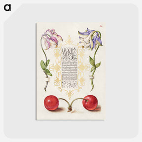 アートポストカード-European Columbines and Sweet Cherry from Mira Calligraphiae Monumenta
 - 書道のお手本 Postcard.