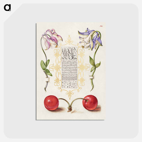 アートポストカード-European Columbines and Sweet Cherry from Mira Calligraphiae Monumenta
 - 書道のお手本 Postcard.