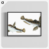 1-54_The-Natural-History-of-British-Fishes_blk-crop