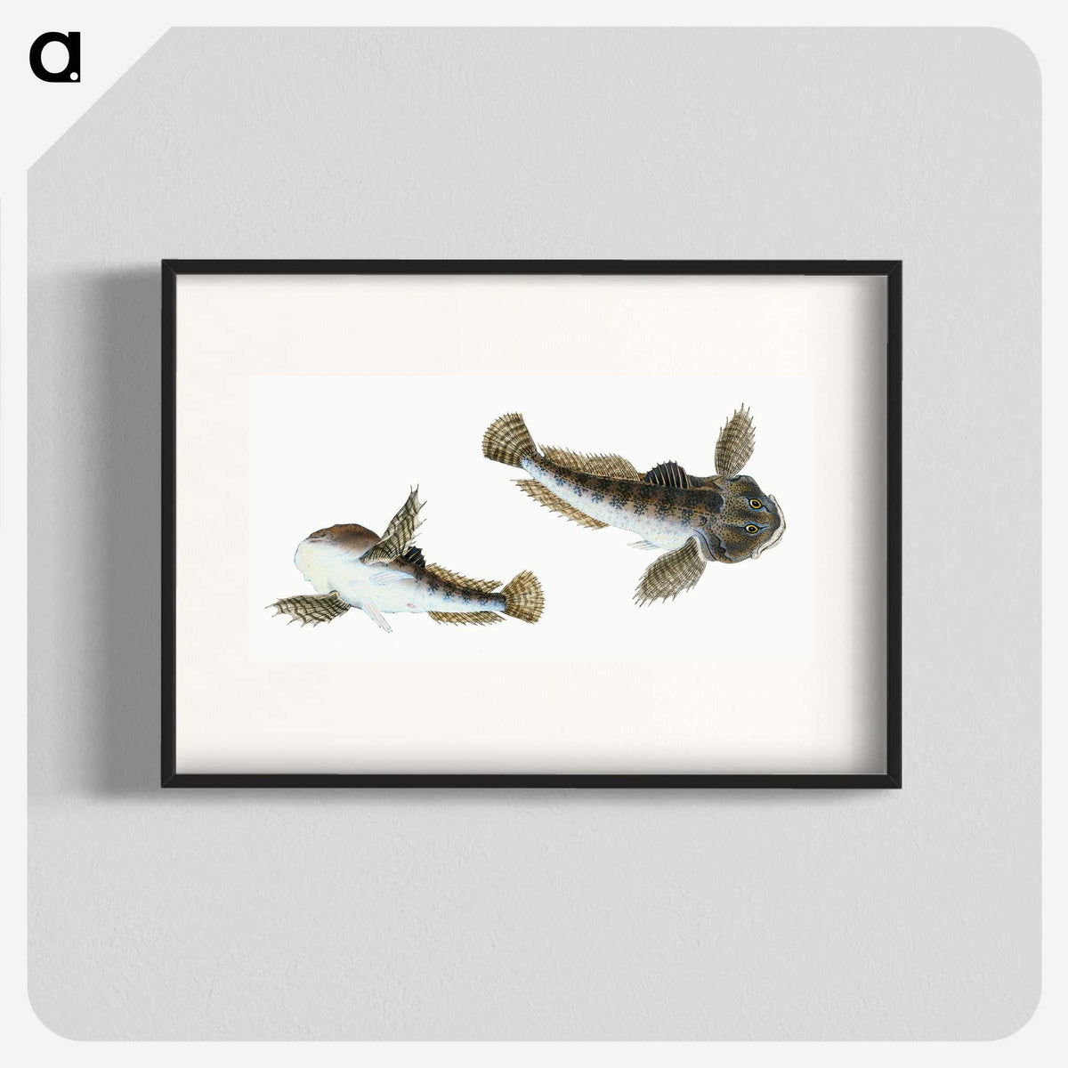 1-54_The-Natural-History-of-British-Fishes_blk