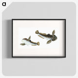 1-54_The-Natural-History-of-British-Fishes_blk