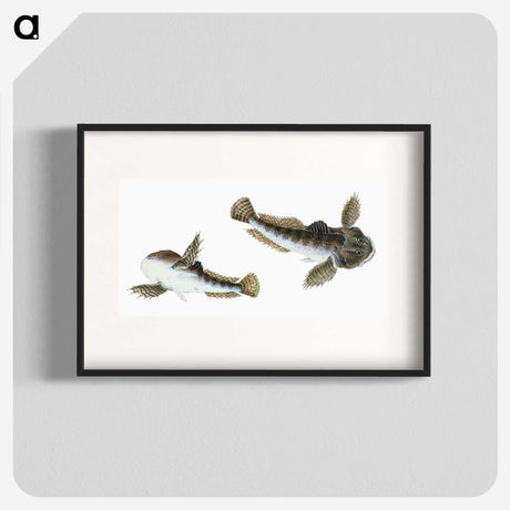 1-54_The-Natural-History-of-British-Fishes_blk