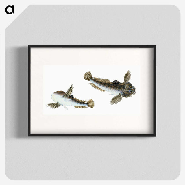 1-54_The-Natural-History-of-British-Fishes_blk