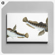 1-54_The-Natural-History-of-British-Fishes_canvas