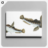 1-54_The-Natural-History-of-British-Fishes_canvas
