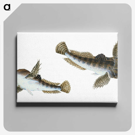 1-54_The-Natural-History-of-British-Fishes_canvas