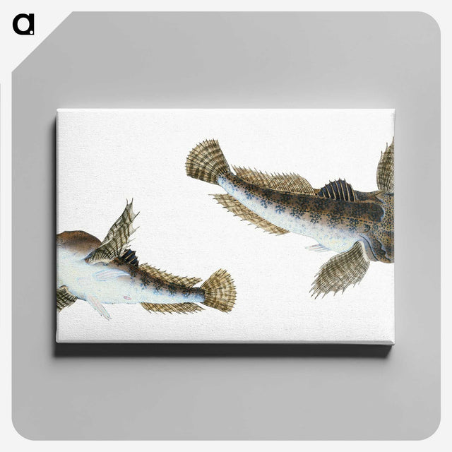 1-54_The-Natural-History-of-British-Fishes_canvas