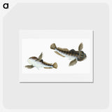 1-54_The-Natural-History-of-British-Fishes_hagaki