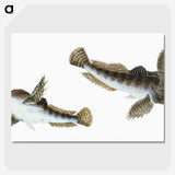 1-54_The-Natural-History-of-British-Fishes_picture-crop