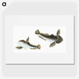 1-54_The-Natural-History-of-British-Fishes_picture