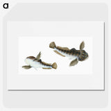 1-54_The-Natural-History-of-British-Fishes_picture