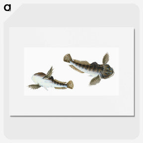 1-54_The-Natural-History-of-British-Fishes_picture