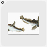 1-54_The-Natural-History-of-British-Fishes_postcard