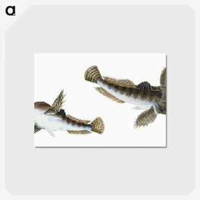 1-54_The-Natural-History-of-British-Fishes_postcard