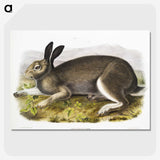 1-54_The-Viviparous-Quadrupeds_picture-crop