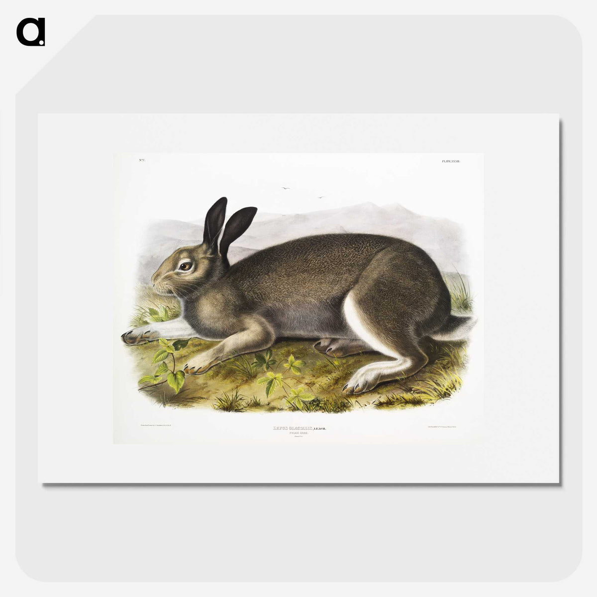 1-54_The-Viviparous-Quadrupeds_picture