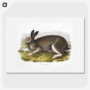 1-54_The-Viviparous-Quadrupeds_picture