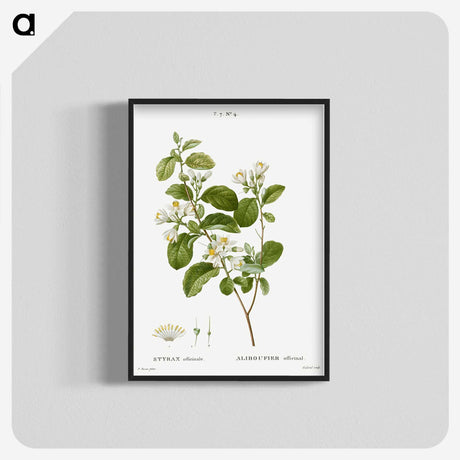 1-54_Treatise-on-Trees-and-Shrubs_blk-crop