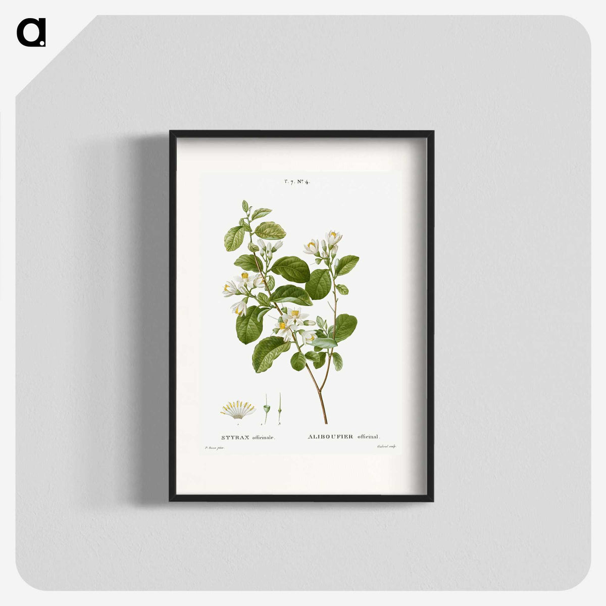 1-54_Treatise-on-Trees-and-Shrubs_blk