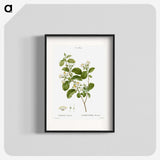 1-54_Treatise-on-Trees-and-Shrubs_blk