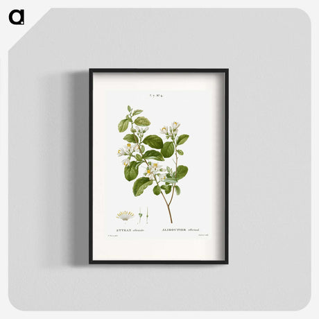 1-54_Treatise-on-Trees-and-Shrubs_blk