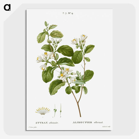 1-54_Treatise-on-Trees-and-Shrubs_picture-crop