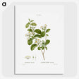 1-54_Treatise-on-Trees-and-Shrubs_picture