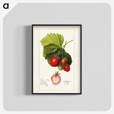 1-54_USDA-Watercolor-Fruit-Painting-Collection_blk-crop
