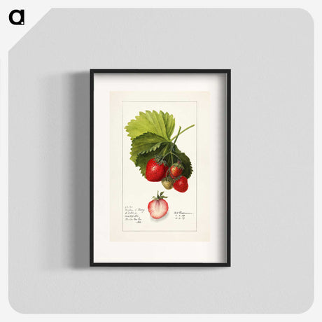 1-54_USDA-Watercolor-Fruit-Painting-Collection_blk